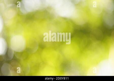 Colorful background in green colors. Blurred bokeh effect Stock Photo