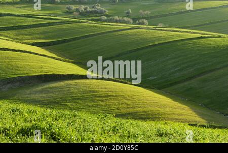 rolling hills of Sicily landscape with green grass fields in the evening
