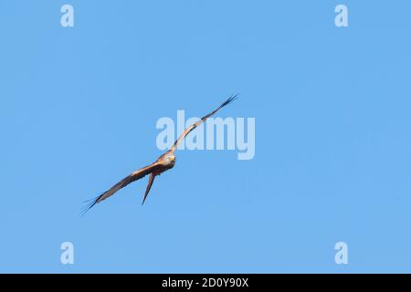 Red Kite, Milvus milvus, in flight against blue sky, Dumfries & Galloway, Scotland Stock Photo