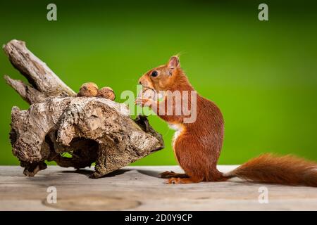 Adorable squirrel eating walnut with green background Stock Photo