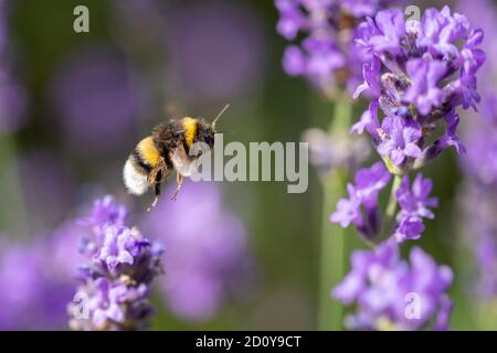 Bumble bee flying to purple flower Stock Photo