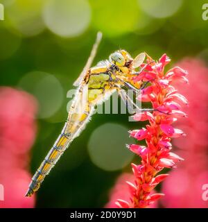 Dragonfly on pink flower green background nice bokeh