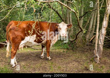 Red white cow in forest Stock Photo