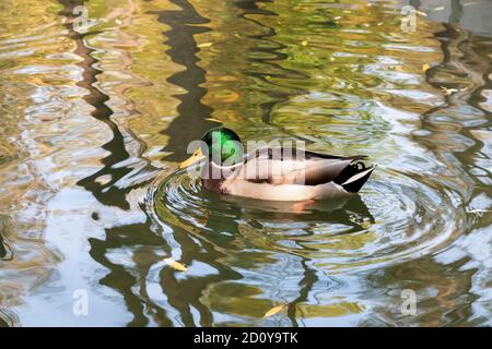 Mallard, male bird. Drake is a waterfowl with a shiny green head and gray wings. The duck swims on the water in the pond in autumn Stock Photo