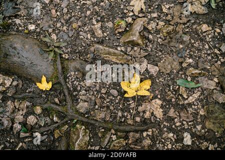 Yellow leaf on gray ground with small stones and branches. Stock Photo