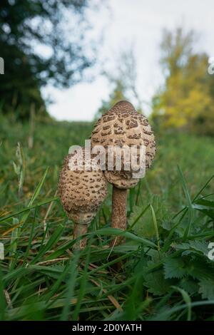 Close up of two young parasol mushrooms (macrolepiota procera) on a meadow in autimn Stock Photo