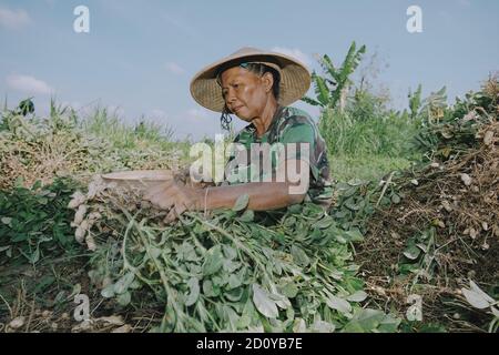 A woman farmer wear Indonesian traditional hat called caping when harvesting peanuts at the field Stock Photo