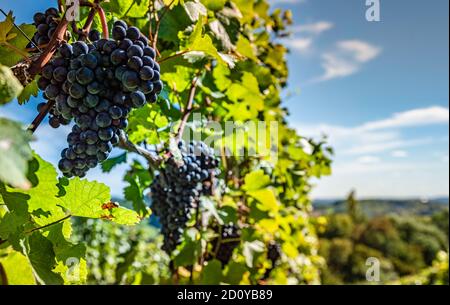 Red Grapes on the Vine at Styrian Vineyard. Harvest season in Autumn Stock Photo
