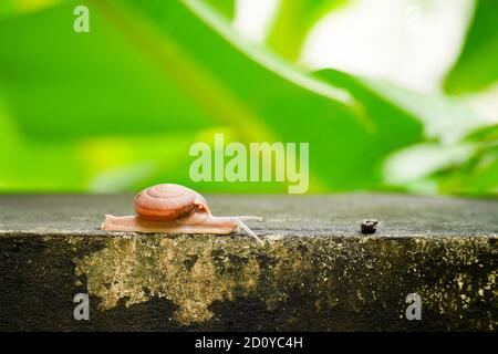 Close up creeping grape snail on the wall with blurry banana green leaf background. Stock Photo