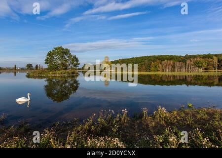Scenic view of a lake with reflection of green and yellow trees and blue sky with white clouds in the water. A swan swimming close to the shallows. Stock Photo
