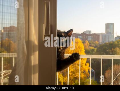 A black meows loudly and asks to be allowed home. sits on the balcony, Stock Photo