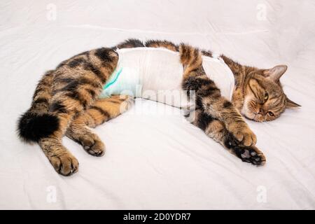 A British cat lies on a white sheet after surgery with the color black marble tabby l Stock Photo