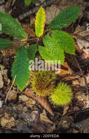 Fresh green chestnuts in sheel with thorns on forest floor in autumn. Stock Photo