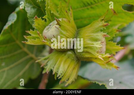 Close up of unripe hazelnuts on tree, Corylus avellana fruitage Stock Photo