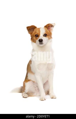 Adorable mixed breed dog isolated on white background Stock Photo - Alamy