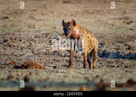 Spotted Hyena - Crocuta crocuta several hyenas and vultures feeding on the dead elephant in the mud, Mana Pools in Zimbabwe. Very dry ground early in Stock Photo