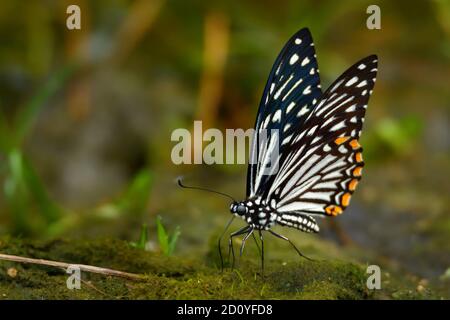 The Common Mime - Chilasa clytia or Papilio clytia, swallowtail butterfly found in south and southeast Asia, subgenus Chilasa, the black-bodied swallo Stock Photo