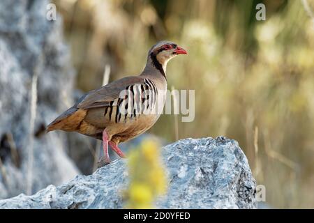 Chukar (Alectoris chukar) on the rock in Corfu, Greece. Chukar partridge (Alectoris chukar), or simply chukar, is a Palearctic upland gamebird in the Stock Photo