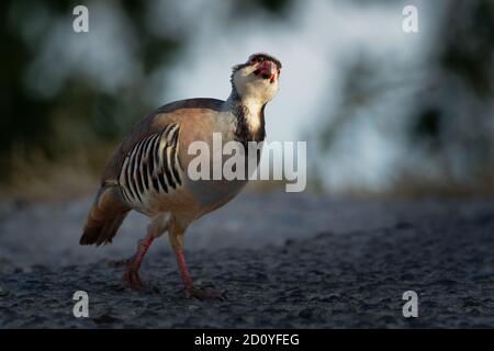 Chukar (Alectoris chukar) on the rock in Corfu, Greece. Chukar partridge (Alectoris chukar), or simply chukar, is a Palearctic upland gamebird in the Stock Photo