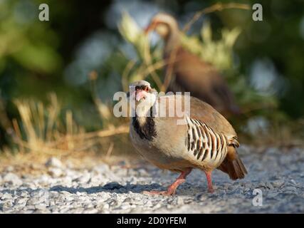 Chukar (Alectoris chukar) on the rock in Corfu, Greece. Chukar partridge (Alectoris chukar), or simply chukar, is a Palearctic upland gamebird in the Stock Photo