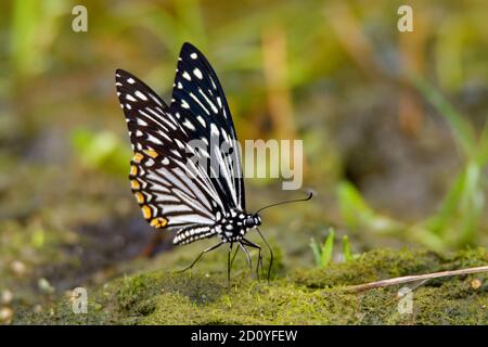 Common mime - Chilasa clytia Stock Photo - Alamy