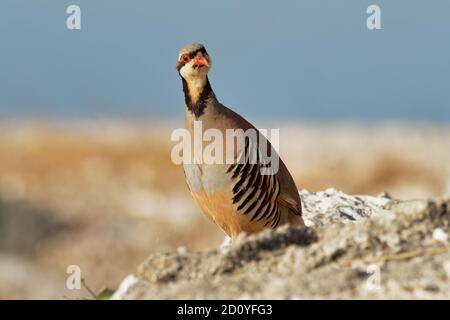 Chukar (Alectoris chukar) on the rock in Corfu, Greece. Chukar partridge (Alectoris chukar), or simply chukar, is a Palearctic upland gamebird in the Stock Photo