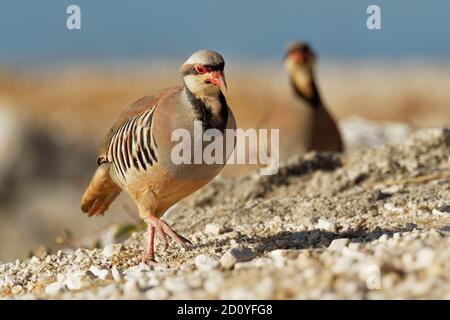 Chukar (Alectoris chukar) on the rock in Corfu, Greece. Chukar partridge (Alectoris chukar), or simply chukar, is a Palearctic upland gamebird in the Stock Photo