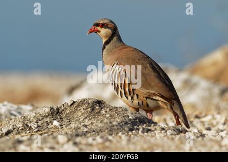 Chukar (Alectoris chukar) on the rock in Corfu, Greece. Chukar partridge (Alectoris chukar), or simply chukar, is a Palearctic upland gamebird in the Stock Photo