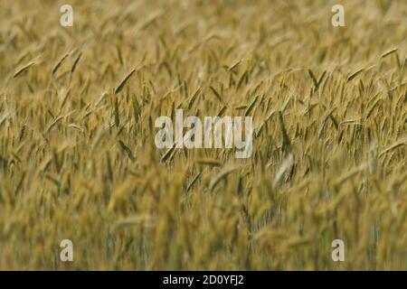 Golden field of grain, rye, Agriculture in the summer, spikes of rye ready to harvest. Stock Photo