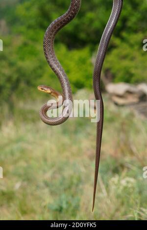 Aesculapian Snake - Zamenis longissimus, Elaphe longissima, nonvenomous olive green and yellow snake native to Europe, Colubrinae subfamily of family Stock Photo