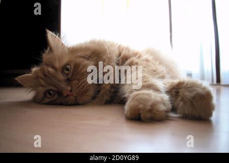 Red Persian Cat sleeping Stock Photo