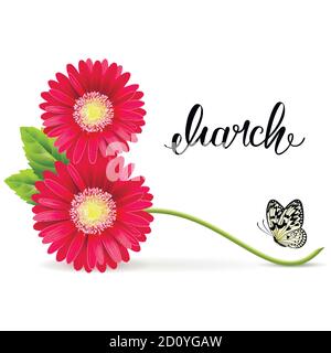 March 8 symbol of gerbera flowers with a butterfly on a white background Stock Vector