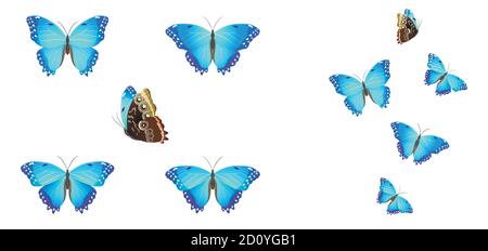 set of blue butterflies on a white background Stock Vector