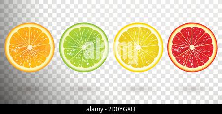 set of citrus fruits from orange, lime, lemon, grapefruit Stock Vector