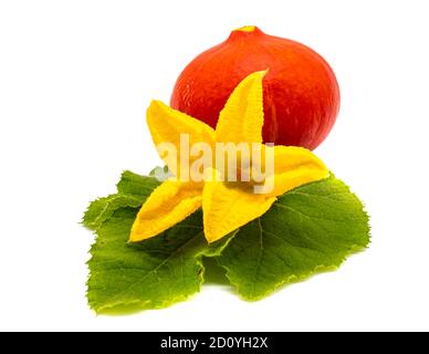 Pumpkin blossom isolated on white background Stock Photo