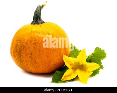 Pumpkin with leaf and flower isolated on white background Stock Photo