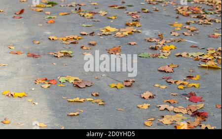 yellow leaves on gray asphalt, background of fallen leaves Stock Photo