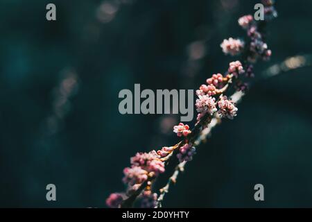 Close-up of some pink small flowers of tamarix chinensis on a branch Stock Photo