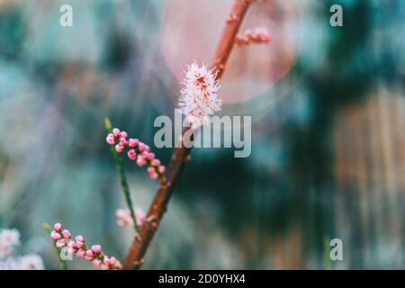 Close-up of some small flowers and buds of tamarix chinensis on a branch Stock Photo