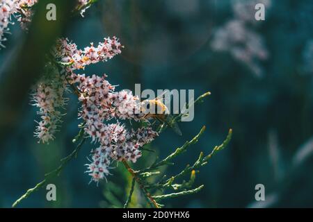 Close-up of a bee pollinating tamarix chinensis flowers in the wild Stock Photo