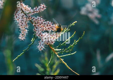 Close-up of a bee pollinating tamarix chinensis flowers in the wild Stock Photo