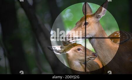 Female deer and cub in sight. The concept of hunting or poaching. Stock Photo