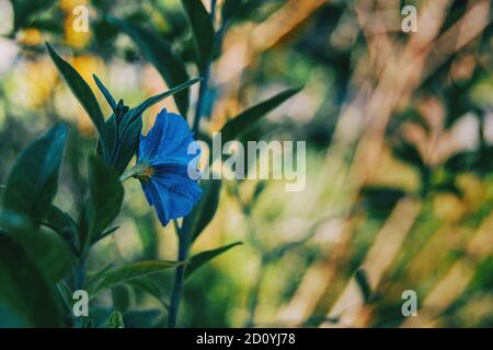 Close-up of a blue flower of Solanum laciniatum on its back in nature Stock Photo