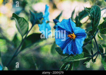 Close-up of a blue flower of solanum laciniatum in the wild Stock Photo