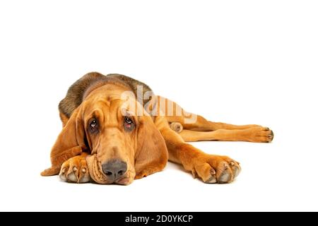 bloodhound in front of a white background Stock Photo