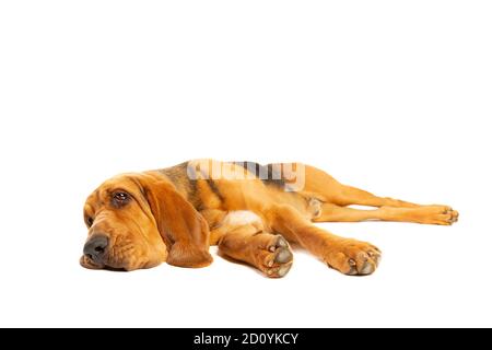 bloodhound in front of a white background Stock Photo