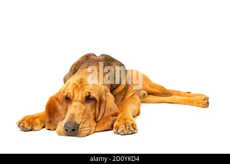 bloodhound in front of a white background Stock Photo