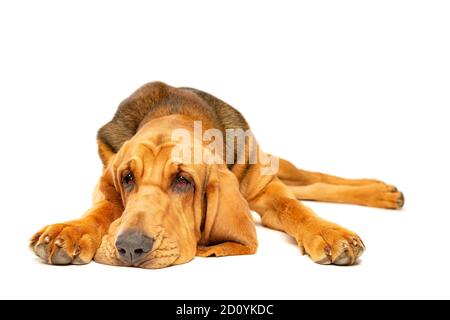 bloodhound in front of a white background Stock Photo