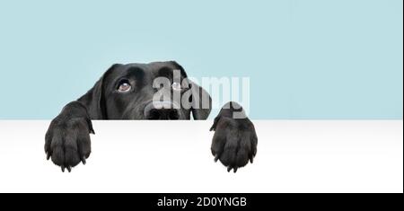 Close-up  hide black labrador dog looking up giving you whale eye hanging over a blank sign with room for text. Isolated on colored blue background. Stock Photo