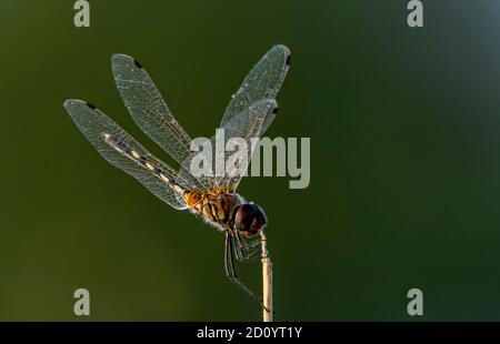 A dragonfly is an insect belonging to the order Odonata, infraorder Anisoptera. Stock Photo